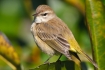Dendroica-palmarum;One;Palm-Warbler;Warbler;avifauna;bird;birds;color-image;colo